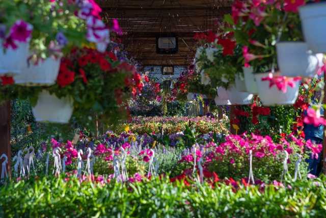 Tra profumi e colori viaggio nei vivai baresi: �Il settore "garden" � in continua espansione�